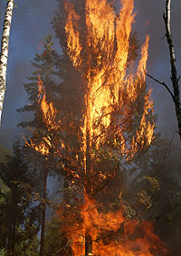 waldbrand